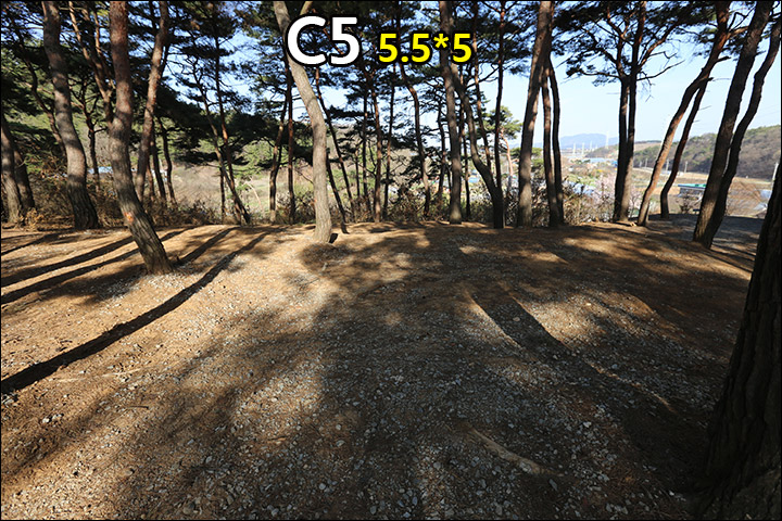 C5_1.jpg
